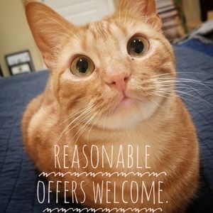🌟🐈🚦Reasonable offers accepted!🚦🐈🌟